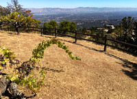 Historic Vineyard above Silicon Valley (2)