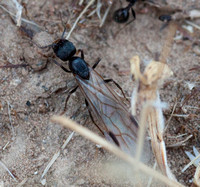 Winged Female Harvester Ant (Messor andrei)