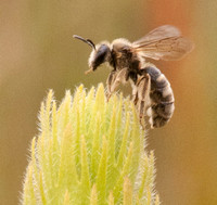 Bee on Owl's Clover -- Up Close
