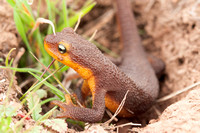 Newt in Gopher Hole