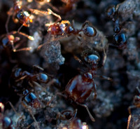Major and Minor Workers, Pheidole Ants
