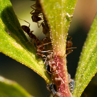 Argentine Ants (Linepithema humile) near the Sun Research Center