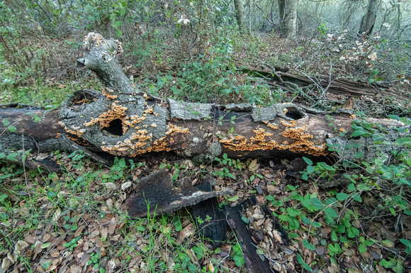 Fungi on Fallen Trunk