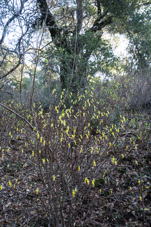 Dirca occidentalis (Western Leatherwood) in Bloom
