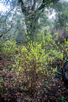Dirca occidentalis (Western Leatherwood) in Blossom