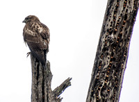 Hawk in Granary Tree (2)