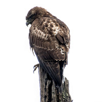 Hawk in Granary Tree (3)