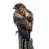 Hawk in Granary Tree (4)