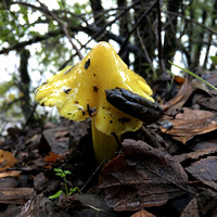 Yellow Mushroom Rises