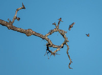 Cascade of Finches (2)