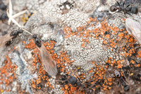 Harvester Ants (Messor andrei) on Lichen