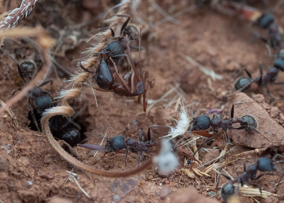 Carpenter Ant Carcass in Harvester Ant Nest