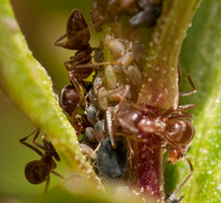 Argentine Ants (Linepithema humile) near the Sun Research Center