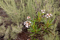 Yerba Santa (Eriodicdtyon californicum) and California Sagebrush (Artemesia californica)