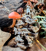 Tiny Mushroom with Redwood Cone