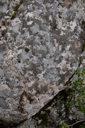 Tracks on Sandstone, with Lichen