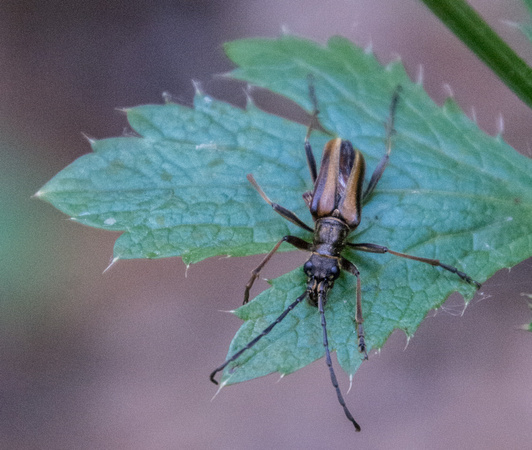 Insect on Leaf