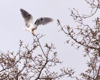 White-tailed Kite (Elanus leucurus) Lands in Valley Oak