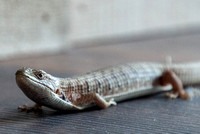 6/4/2019 Alligator Lizard in the Ranch House