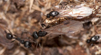 Three Ant Forms