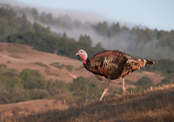Feral Turkey at Portola Valley Ranch