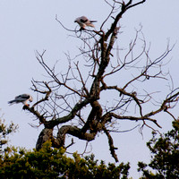 White-tailed Kites (Elanus leucurus)