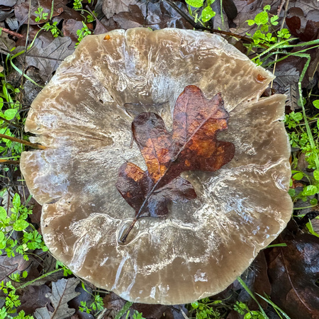 Leaf on Wet Mushroom