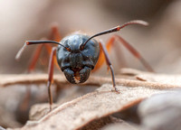 9/20/2014 Ant Survey Prep: Camponotus Swarms