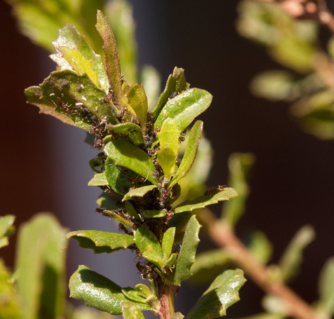 Massed Argentine Ants (Linepithema humile) Farming on new Leaves of a Coyote Brush near the Sun Research Center