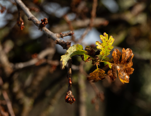Valley Oak Leaves