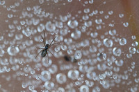 Spider with Dew