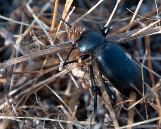 Stuck Bombardier Beetle (Brachinus spp.)?