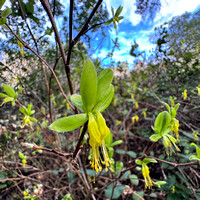 Dirca occidentalis (Western Leatherwood) in Bloom at Jasper Ridge