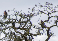 White Patches on Heads of Red-tailed Hawks