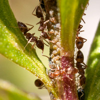 2/28/2011 ff Argentine Ants near Sun Research Center