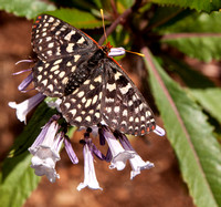 Variable Checkerspot Butterfly (Euphydryas chalcedona) on Blossoms of Yerba Santa (Eriodictyon californicum)
