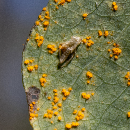 Insect Exoskeleton on Rusty Leaf