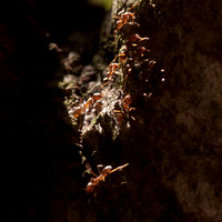 Argentine Ants (Linepithema humile) Shine on the Trunk of a Coast Live Oak (Quercus agrifolia) near the Sun Research Center