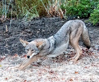 10/21/2019 Downward Coyote