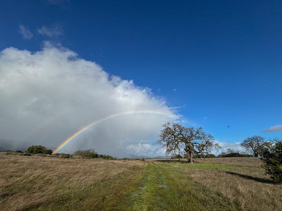 Approaching Raincloud, Double Rainbow, Lone Valley Oak, and Hawk