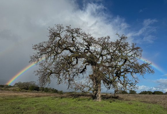 Lone Valley Oak (Quercus lobata) with Ranbow Halo