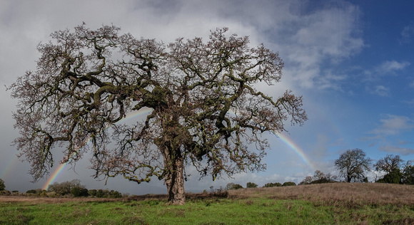 Lone Valley Oak (Quercus lobata) in Sunlight, Rainclouds and Rainbow behind