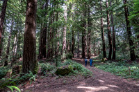 Exploring the Redwoods