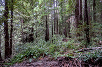 Second-growth Redwoods