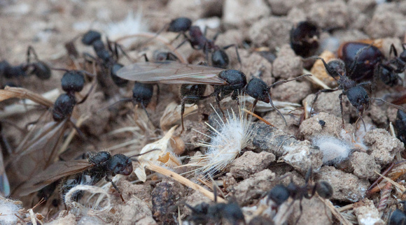Winged Female Harvester Ants (Messor andrei) Leave the Nest