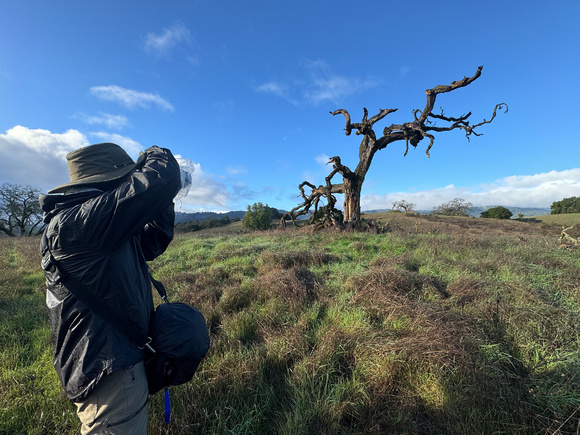 Photographing an old Valley Oak, and the Moon