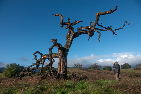 Photographing an old Valley Oak, and the Moon