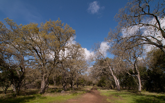 Blue Oak Forest (Quercus douglasii) on Road F
