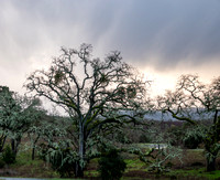 Storm Light, Valley Oaks, Mistletoe