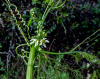 Flowers and Twisty Vines of California Man-root (Marah fabacae)